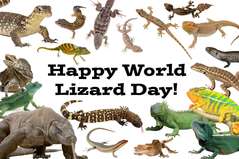 August 14 World Lizard Day #WorldLizardDay