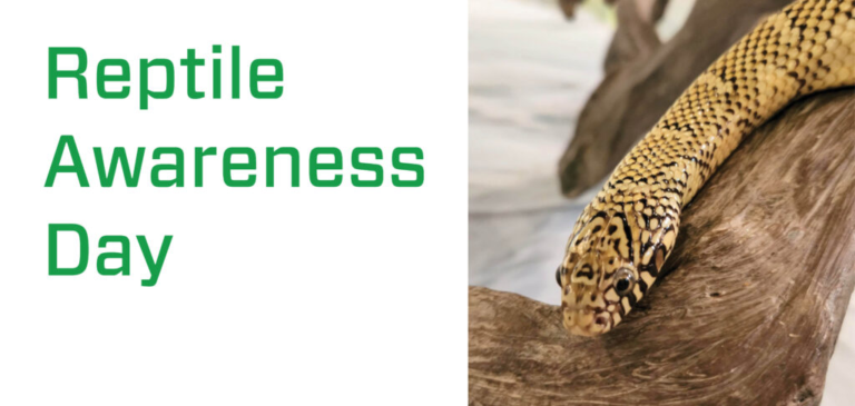 October 21 Reptile Awareness Day #ReptileAwarenessDay
