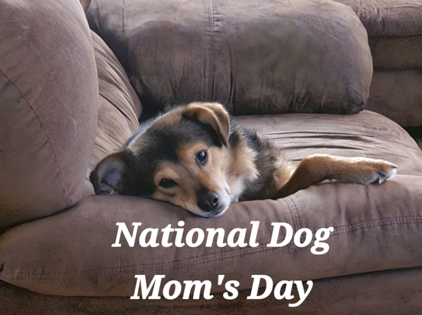 National Dog Moms Day: Rescue Love, Family Pets & Taking Time for the Animals We Call Family